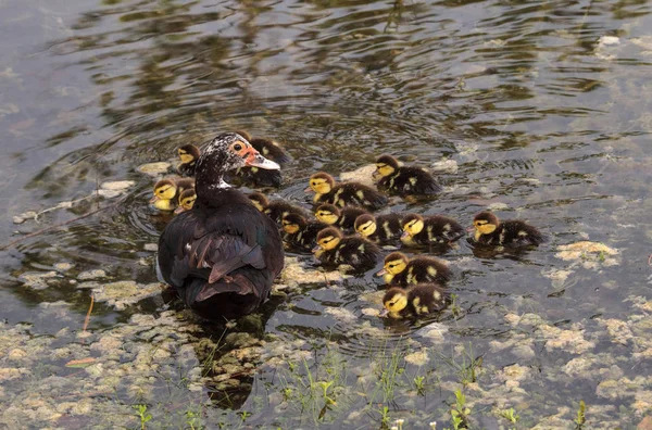 Mãe Bebê Muscovy Patinhos Cairina Moschata Rebanho Juntos Uma Lagoa — Fotografia de Stock