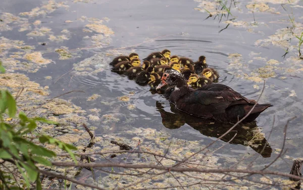 Mãe e bebê patinhos Moscovo Cairina moschata — Fotografia de Stock