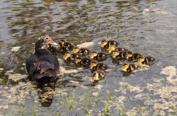 Anne ve bebek Misk ördek yavrusu Cairina m — Stok fotoğraf