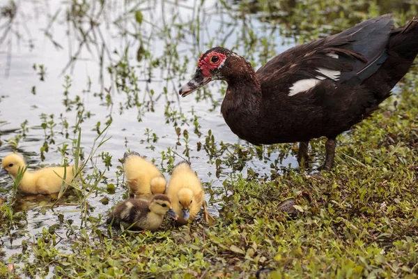 Moeder Baby Moskovië Eendjes Cairina Moschata Kudde Samen Een Vijver — Stockfoto