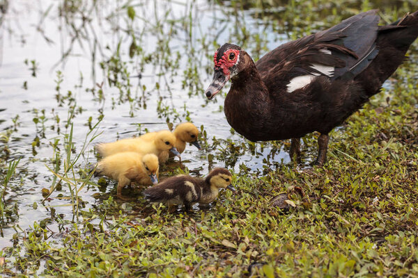Mother and Baby Muscovy ducklings Cairina moschata flock together in a pond in Naples, Florida in summer.