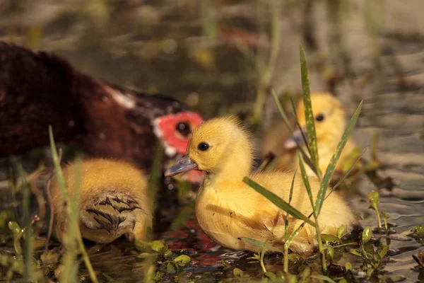 Mutter Und Baby Muskovy Entchen Cairina Moschata Schwärmen Zusammen Einem — Stockfoto