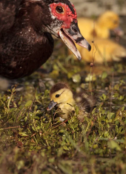 Mutter Und Baby Muskovy Entchen Cairina Moschata Schwärmen Zusammen Einem — Stockfoto