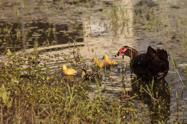 Mãe Bebê Muscovy Patinhos Cairina Moschata Rebanho Juntos Uma Lagoa — Fotografia de Stock