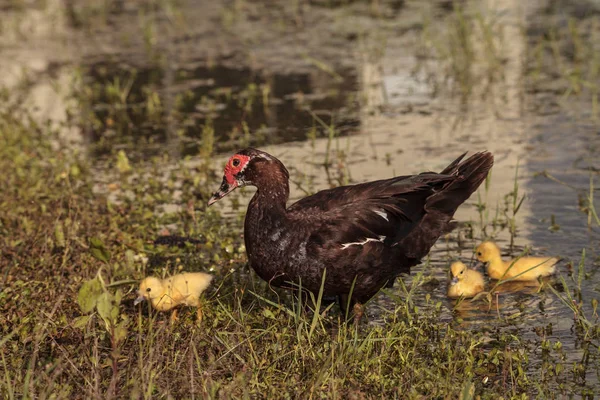 Canetons Musqués Mère Bébé Cairina Moschata Affluent Ensemble Dans Étang — Photo