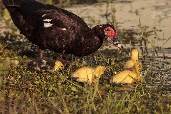 Mutter Und Baby Muskovy Entchen Cairina Moschata Schwärmen Zusammen Einem — Stockfoto