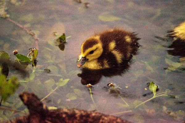 Bebé Moschata Patos Cairina Acuden Juntos Estanque Nápoles Florida Verano — Foto de Stock