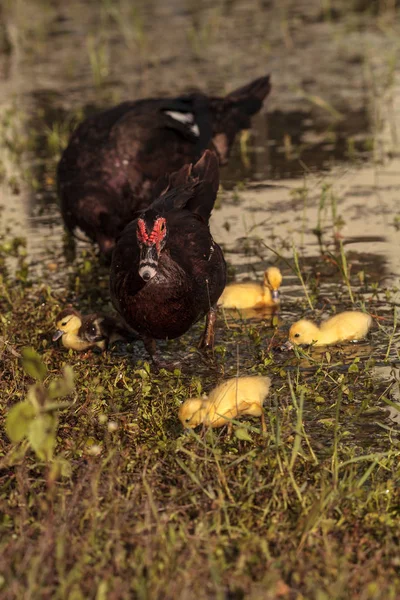 Mãe Bebê Muscovy Patinhos Cairina Moschata Rebanho Juntos Uma Lagoa — Fotografia de Stock