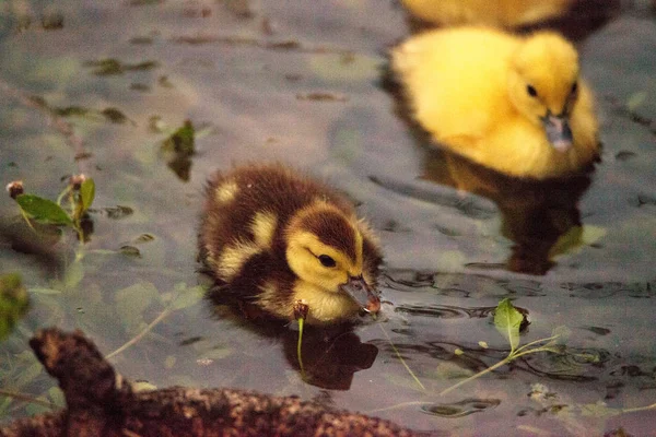 Μωρό Βαρβαρίας Παπάκια Cairina Moschata Κοπάδι Μαζί Μια Λίμνη Στη — Φωτογραφία Αρχείου