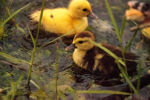 ナポリ フロリダ州の夏の池で一緒に赤ちゃんマスコビーダックひな Cairina モスカタ群れ — ストック写真