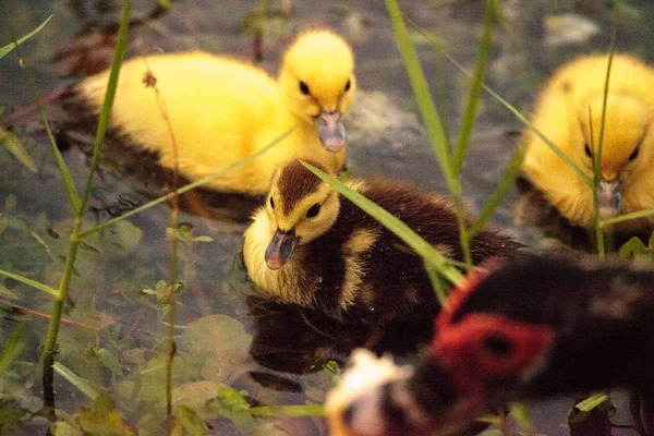 Μωρό Βαρβαρίας Παπάκια Cairina Moschata Κοπάδι Μαζί Μια Λίμνη Στη — Φωτογραφία Αρχείου