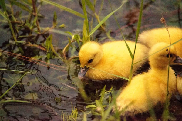 ナポリ フロリダ州の夏の池で一緒に赤ちゃんマスコビーダックひな Cairina モスカタ群れ — ストック写真