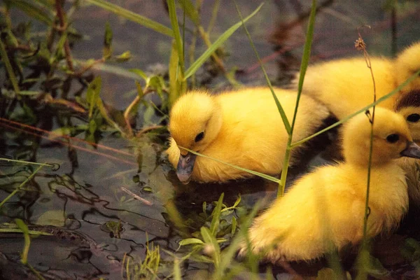 小番鸭 Cairina 南瓜在那不勒斯的一个池塘里聚集在一起 在佛罗里达的夏天 — 图库照片