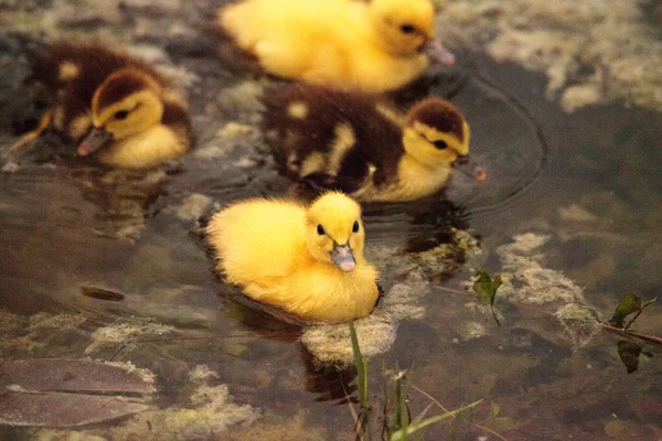 Dítě Pižmových Kachňata Cairina Moschata Stádo Pohromadě Rybníku Naples Floridě — Stock fotografie