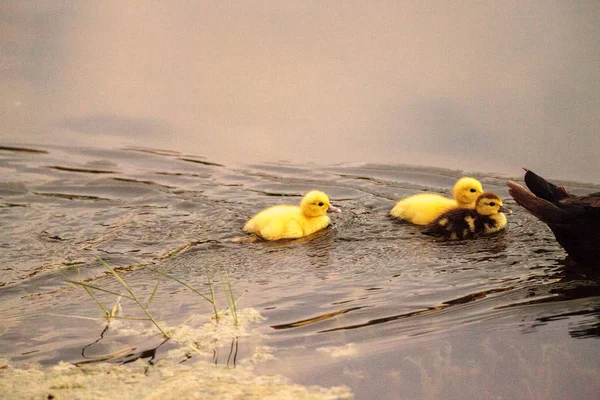 Μωρό Βαρβαρίας Παπάκια Cairina Moschata Κοπάδι Μαζί Μια Λίμνη Στη — Φωτογραφία Αρχείου