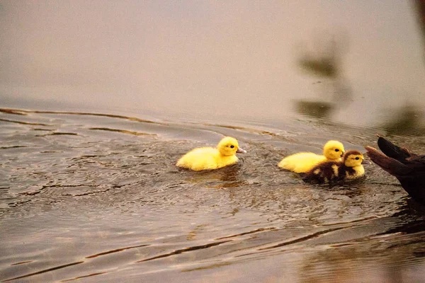 Bebek Muscovy Ördek Yavrusu Cairina Moschata Flock Yaz Naples Florida — Stok fotoğraf