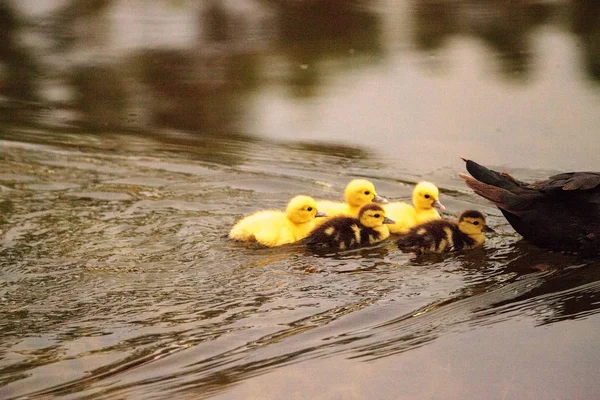 Μωρό Βαρβαρίας Παπάκια Cairina Moschata Κοπάδι Μαζί Μια Λίμνη Στη — Φωτογραφία Αρχείου