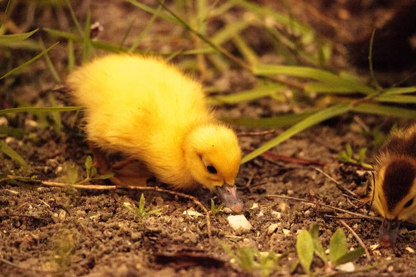 Baby Muscovy Eendjes Cairina Moschata Kudde Samen Een Vijver Naples — Stockfoto