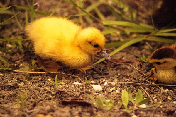 Baby Московії Каченята Cairina Moschata Стадо Разом Ставок Неаполі Штат — стокове фото