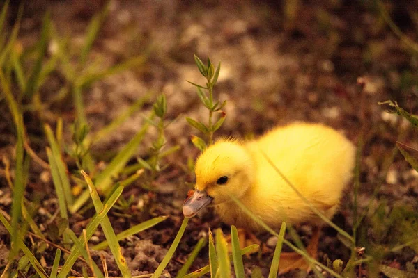 Bébé canetons de Moscou Cairina moschata troupeau ensemble dans un étang — Photo