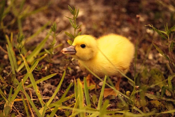 Baby Muscovy ankungar Cairina moschata flock tillsammans i en damm — Stockfoto