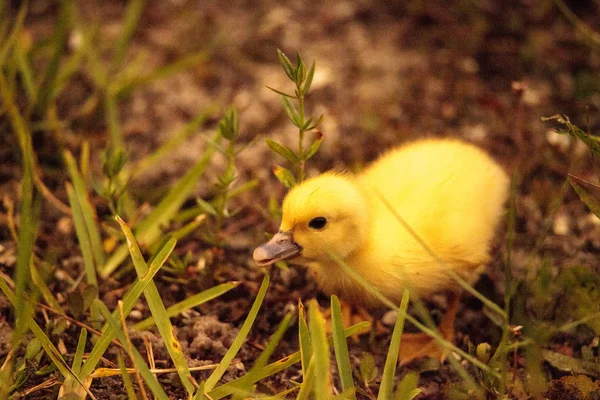 Μωρό Βαρβαρίας Παπάκια Cairina Moschata Κοπάδι Μαζί Μια Λίμνη Στη — Φωτογραφία Αρχείου