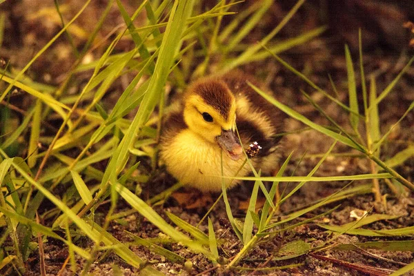 Baby Muscovy Ankungar Cairina Moschata Flock Tillsammans Damm Naples Florida — Stockfoto