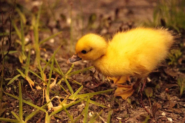 Baby Московії Каченята Cairina Moschata Стадо Разом Ставок Неаполі Штат — стокове фото