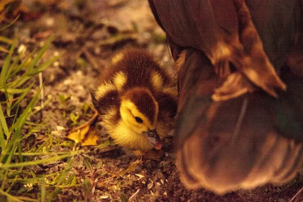 Bebé Moschata Patos Cairina Acuden Juntos Estanque Nápoles Florida Verano — Foto de Stock