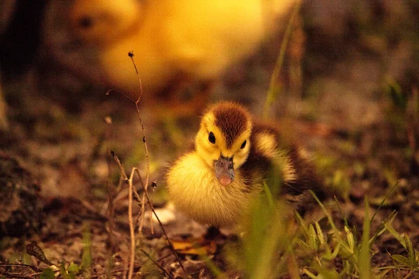 Bebek Muscovy ördek yavrusu Cairina moschata flock yaz Naples, Florida bir su birikintisi içinde birlikte.