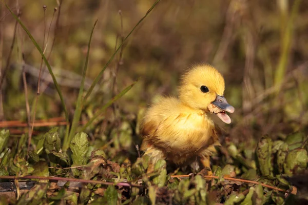 Bebé Moschata Patos Cairina Acuden Juntos Estanque Nápoles Florida Verano — Foto de Stock