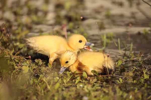 Dítě Pižmových Kachňata Cairina Moschata Stádo Pohromadě Rybníku Naples Floridě — Stock fotografie