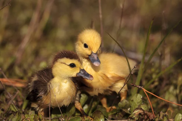 Μωρό Βαρβαρίας Παπάκια Cairina Moschata Κοπάδι Μαζί Μια Λίμνη Στη — Φωτογραφία Αρχείου