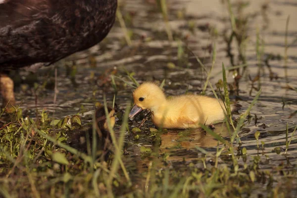 Bebek Muscovy Ördek Yavrusu Cairina Moschata Flock Yaz Naples Florida — Stok fotoğraf