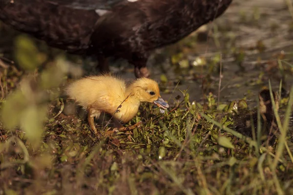 Baby Muskovy Entchen Cairina Moschata Schwärmen Zusammen Einem Teich Neapel — Stockfoto