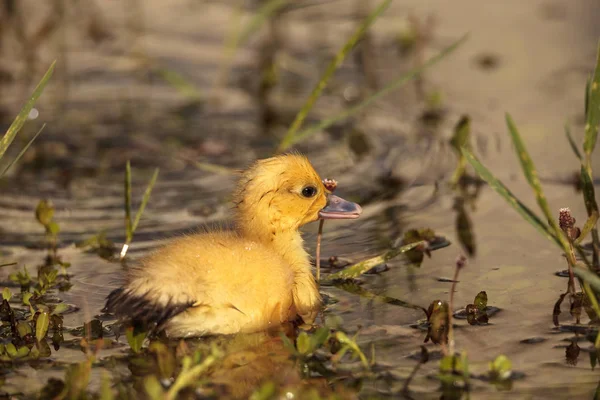 Bebé mosquete patitos Cairina moschata bandada — Foto de Stock