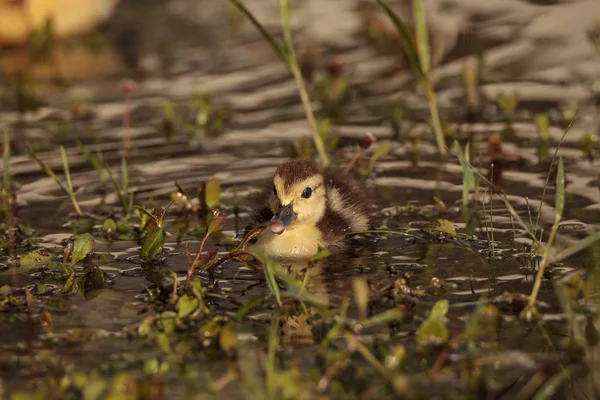 Bebé mosquete patitos Cairina moschata bandada — Foto de Stock