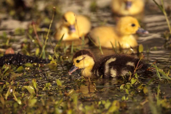 Baby Muscovy Ankungar Cairina Moschata Flock Tillsammans Damm Naples Florida — Stockfoto