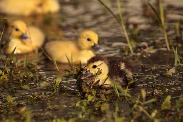 Baby Muscovy ducklings Cairina moschata flock — Stock Photo, Image