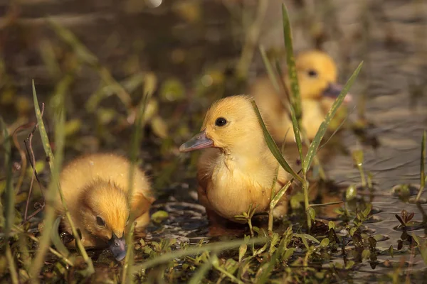 아기 Muscovy ducklings Cairina moschata 무리 — 스톡 사진