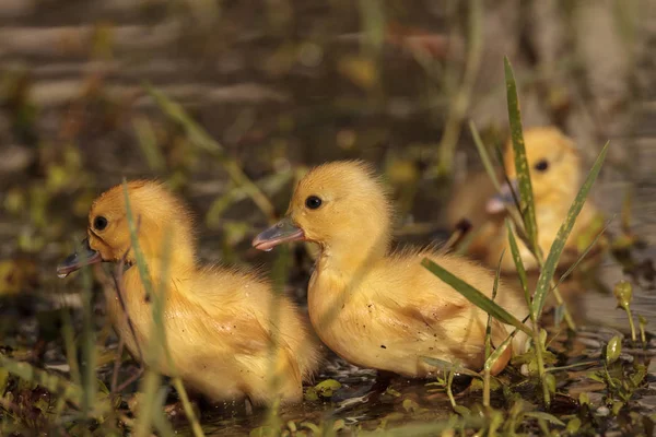 Baby Muscovy ducklings Cairina moschata flock — Stock Photo, Image