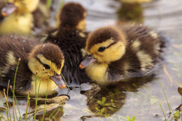 Baby Muscovy ducklings Cairina moschata flock together in a pond in Naples, Florida in summer.