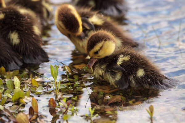 Baby Muscovy ducklings Cairina moschata flock together in a pond in Naples, Florida in summer.