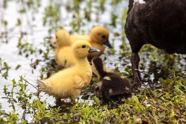 Bebek Muscovy Ördek Yavrusu Cairina Moschata Flock Yaz Naples Florida — Stok fotoğraf