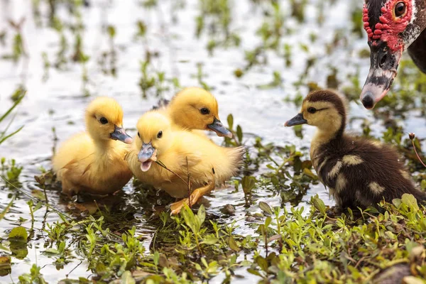 Baby Muscovy Ankungar Cairina Moschata Flock Tillsammans Damm Naples Florida — Stockfoto