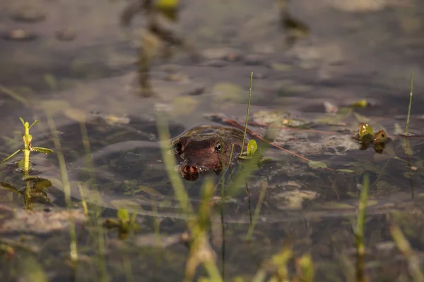 Florida Weichschildkröte Apalone Ferox in einem Teich — Stockfoto