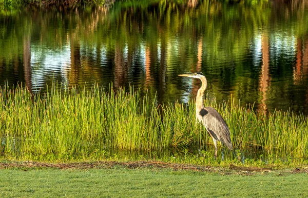 Velká Modrá Volavka Brodivý Pták Ardea Herodias Trávě Marsh Jako — Stock fotografie