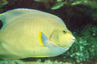 Mavi melek balığı Holacanthus bermudensis bir mercan kayalığı yüzüyor Bermuda.