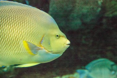 Mavi melek balığı Holacanthus bermudensis bir mercan kayalığı yüzüyor Bermuda.