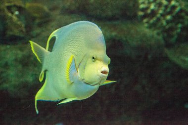 Mavi melek balığı Holacanthus bermudensis bir mercan kayalığı yüzüyor Bermuda.